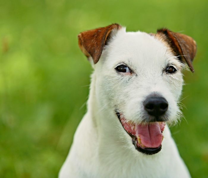 15. Arvika - parson russell terrier